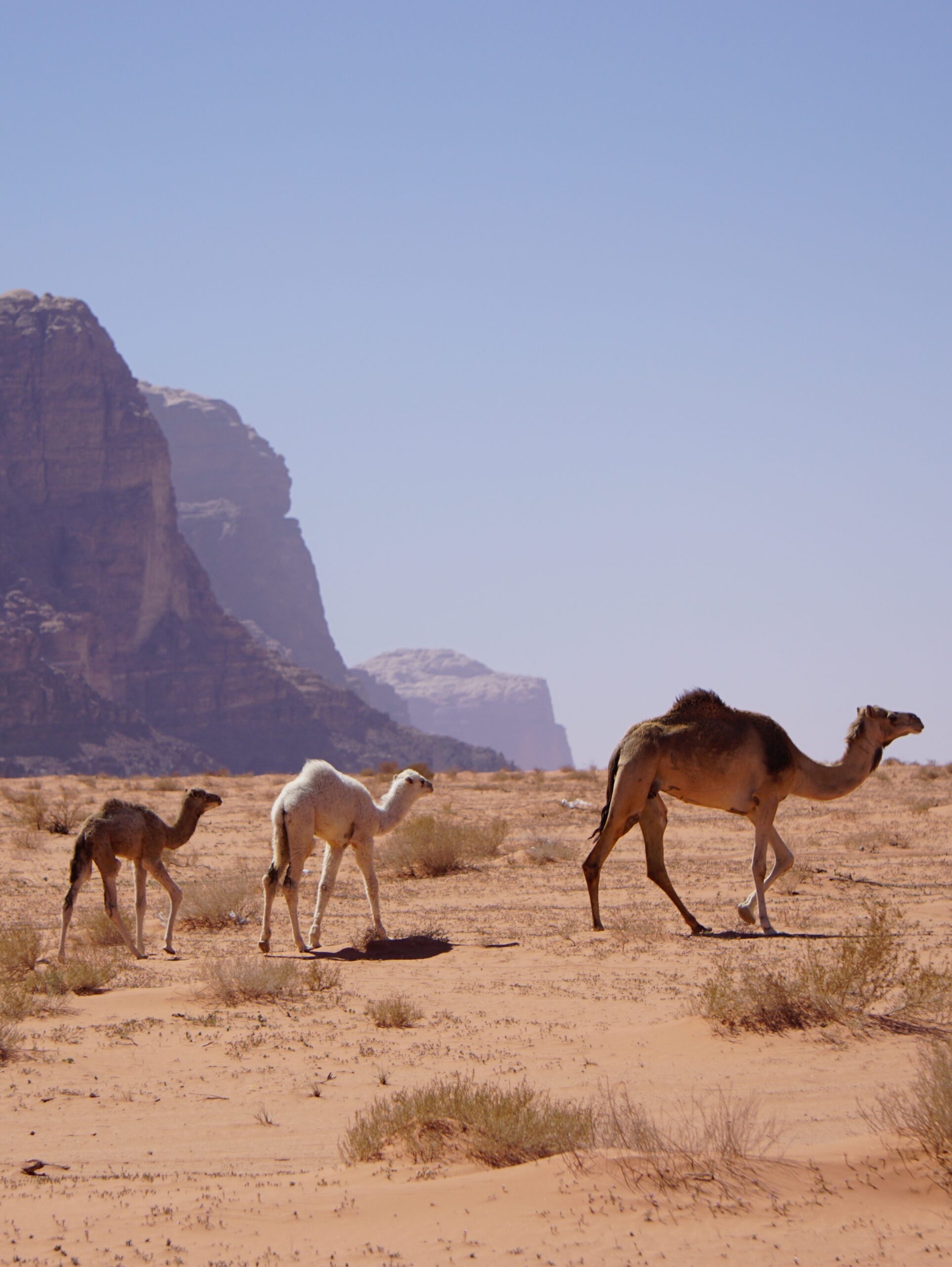 camel family