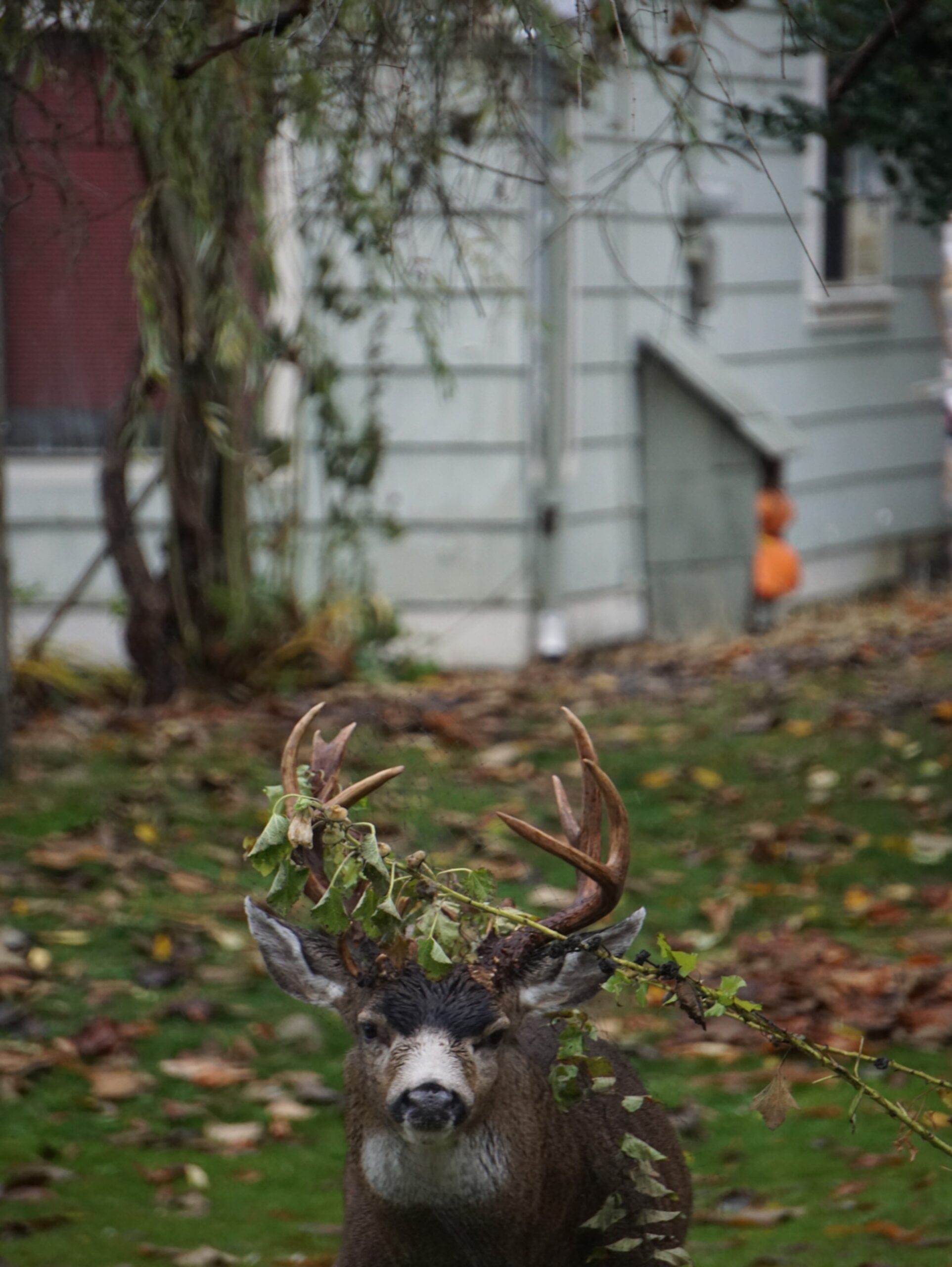 oh deer
